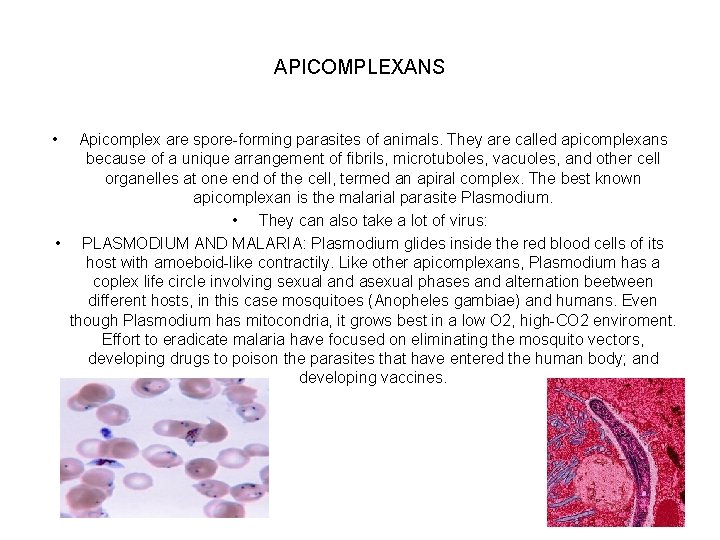 APICOMPLEXANS • Apicomplex are spore-forming parasites of animals. They are called apicomplexans because of