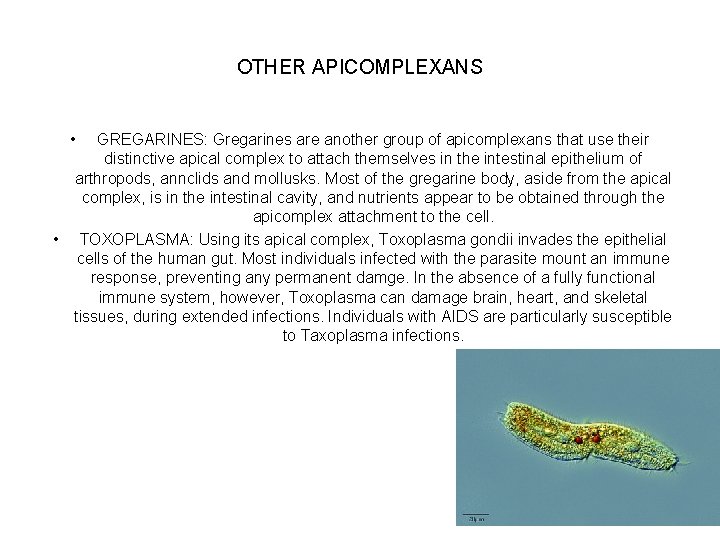OTHER APICOMPLEXANS • GREGARINES: Gregarines are another group of apicomplexans that use their distinctive