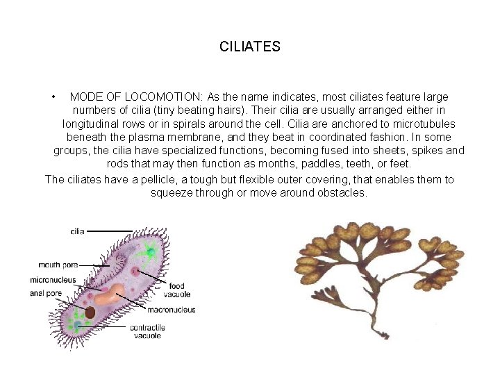 CILIATES • MODE OF LOCOMOTION: As the name indicates, most ciliates feature large numbers