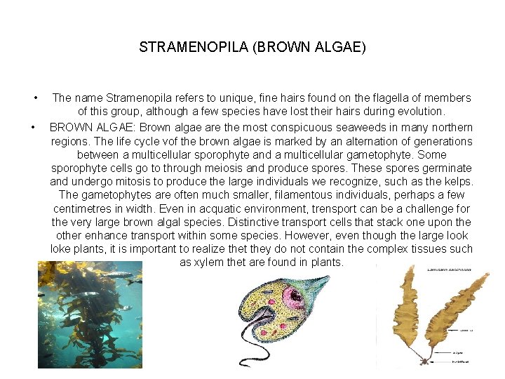 STRAMENOPILA (BROWN ALGAE) • • The name Stramenopila refers to unique, fine hairs found