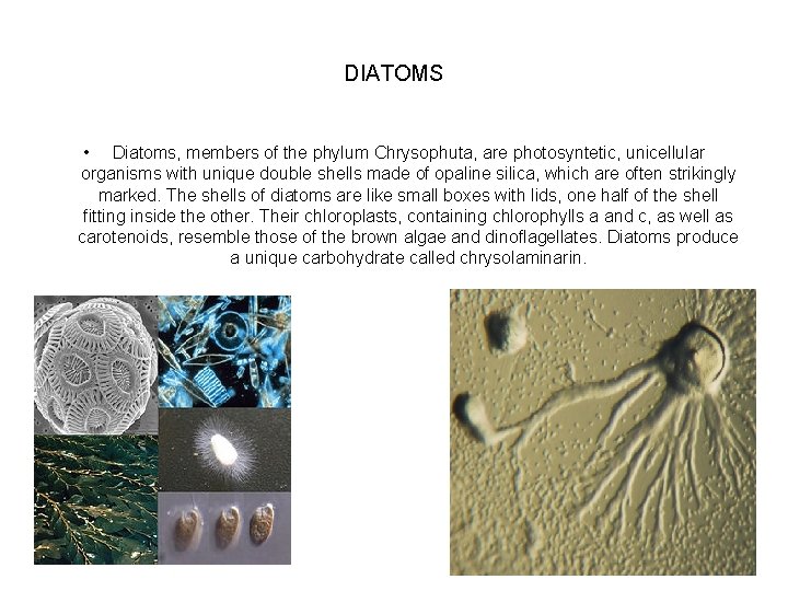DIATOMS • Diatoms, members of the phylum Chrysophuta, are photosyntetic, unicellular organisms with unique