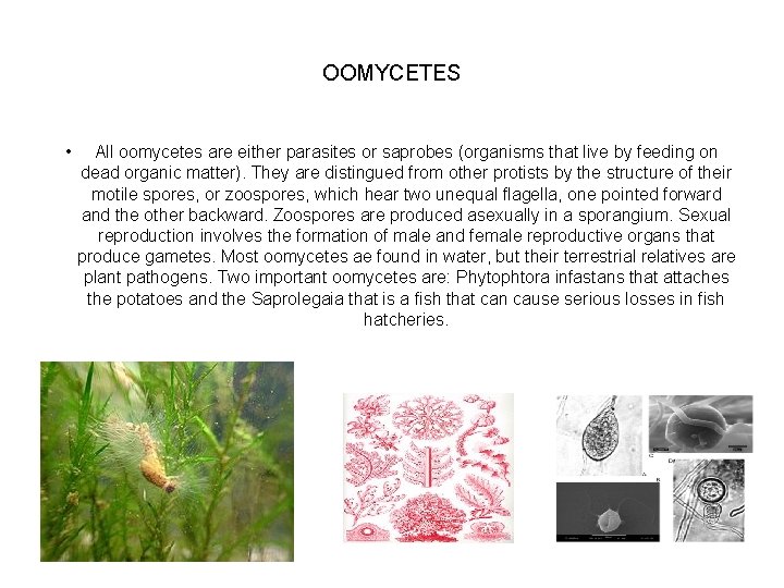 OOMYCETES • All oomycetes are either parasites or saprobes (organisms that live by feeding