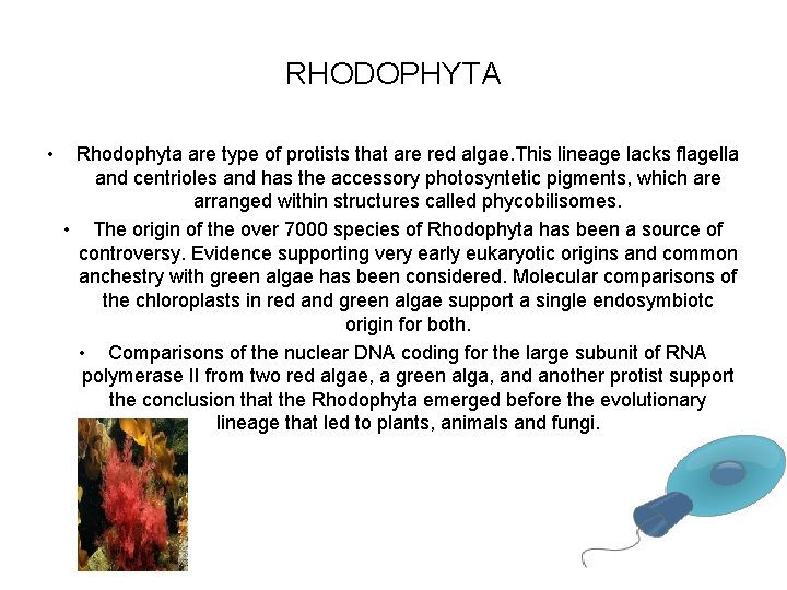 RHODOPHYTA • Rhodophyta are type of protists that are red algae. This lineage lacks