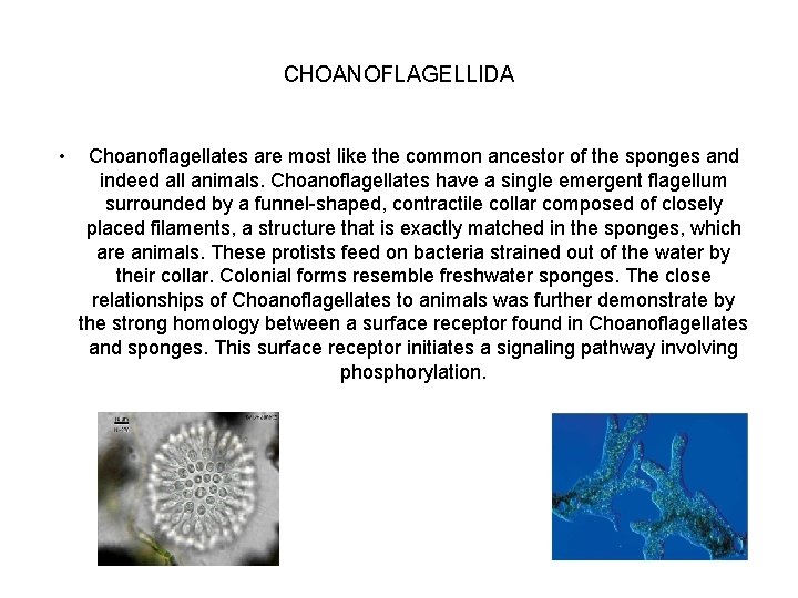 CHOANOFLAGELLIDA • Choanoflagellates are most like the common ancestor of the sponges and indeed