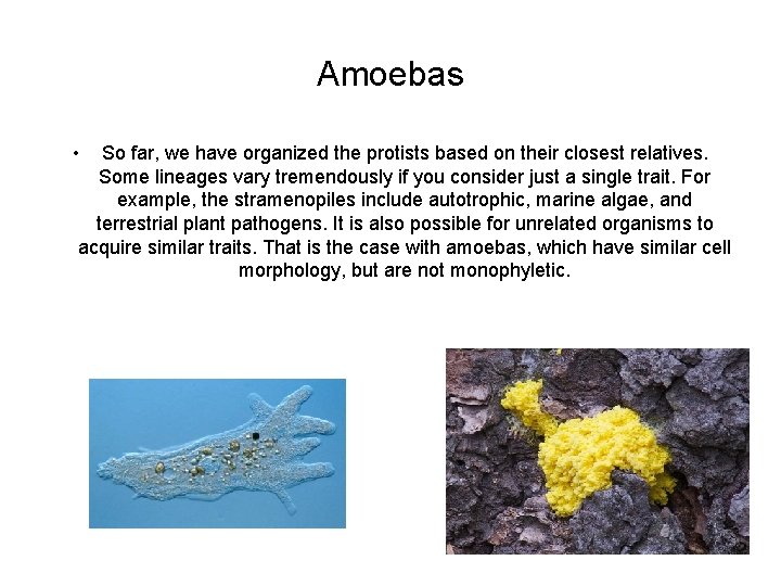 Amoebas • So far, we have organized the protists based on their closest relatives.