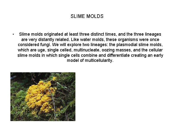 SLIME MOLDS • Slime molds originated at least three distinct times, and the three