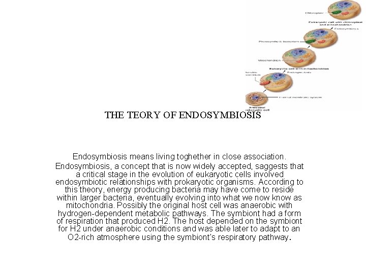 THE TEORY OF ENDOSYMBIOSIS Endosymbiosis means living toghether in close association. Endosymbiosis, a concept