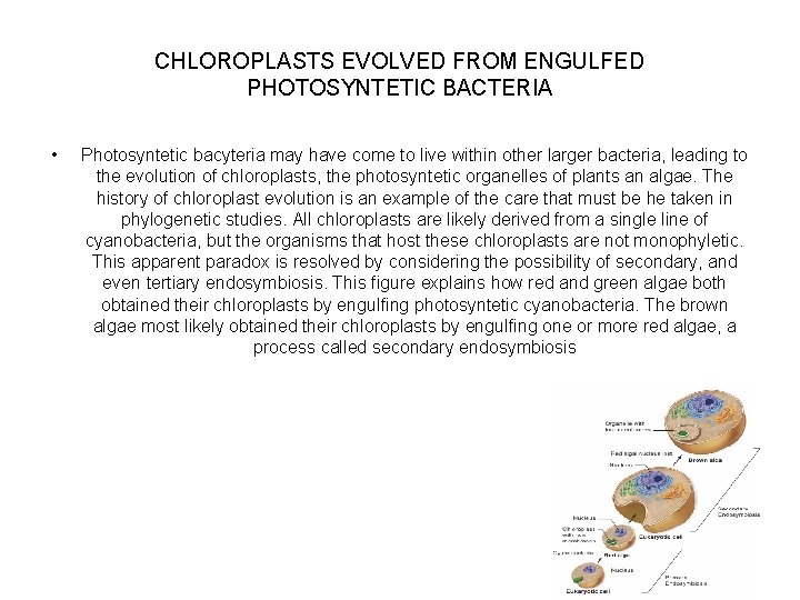 CHLOROPLASTS EVOLVED FROM ENGULFED PHOTOSYNTETIC BACTERIA • Photosyntetic bacyteria may have come to live
