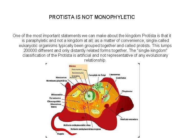 PROTISTA IS NOT MONOPHYLETIC One of the most important statements we can make about