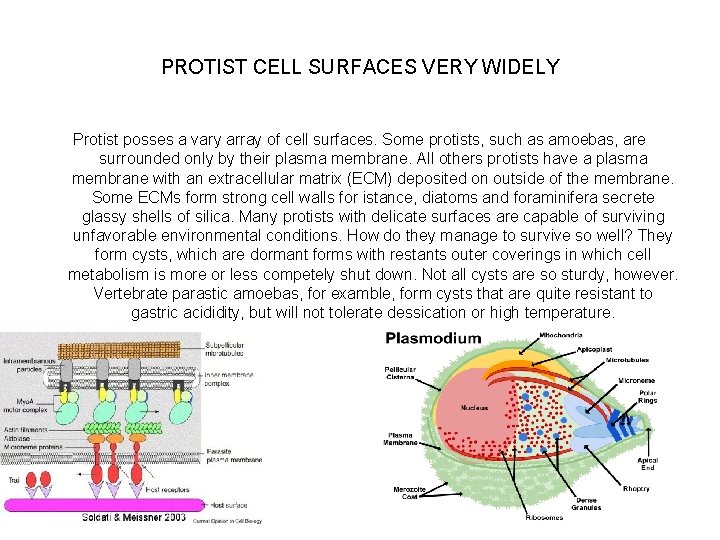PROTIST CELL SURFACES VERY WIDELY Protist posses a vary array of cell surfaces. Some