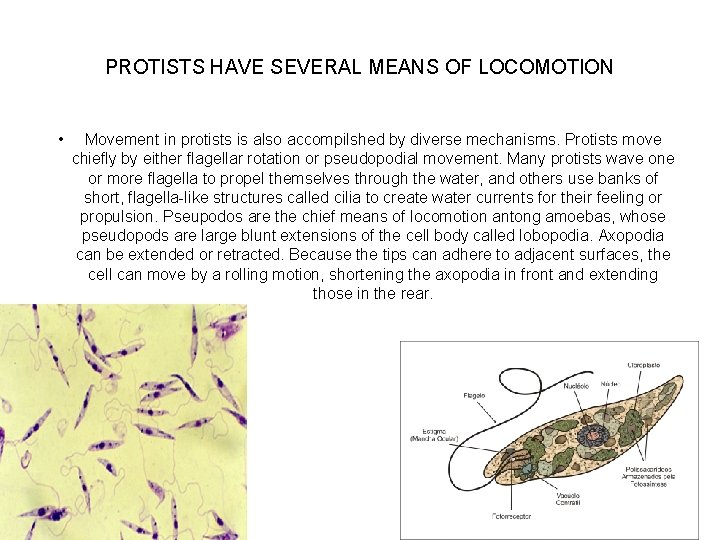 PROTISTS HAVE SEVERAL MEANS OF LOCOMOTION • Movement in protists is also accompilshed by