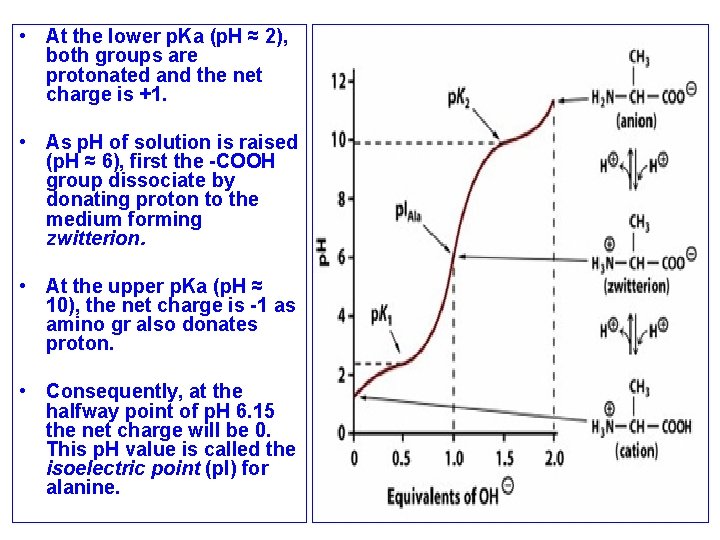  • At the lower p. Ka (p. H ≈ 2), both groups are