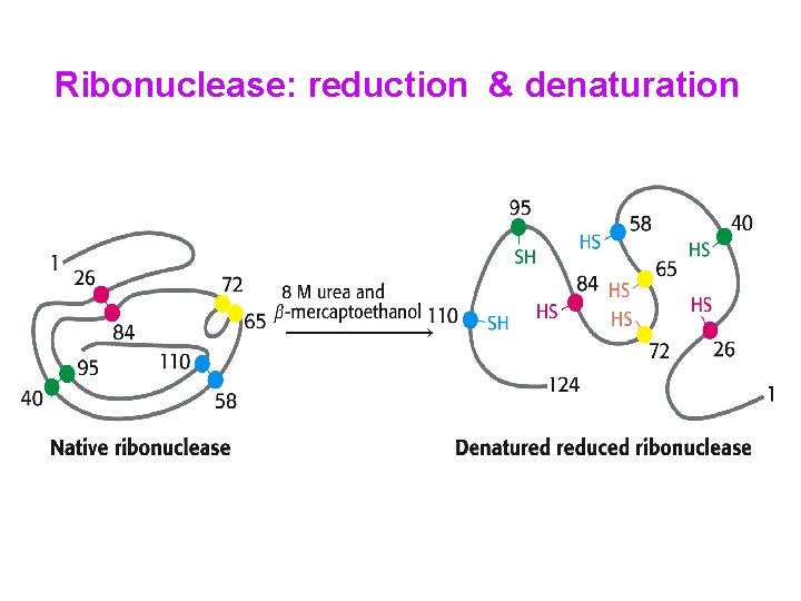 Ribonuclease: reduction & denaturation 