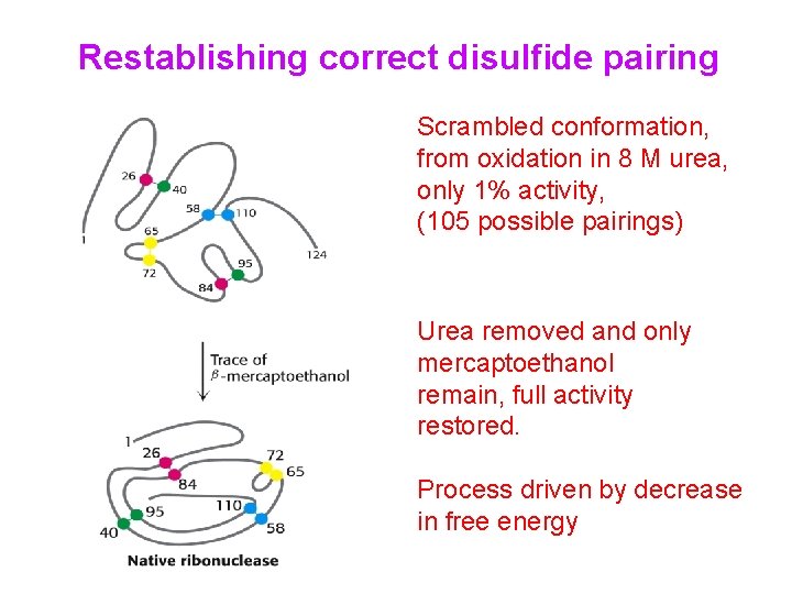 Restablishing correct disulfide pairing Scrambled conformation, from oxidation in 8 M urea, only 1%