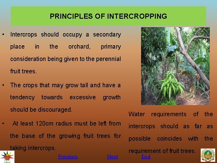 PRINCIPLES OF INTERCROPPING • Intercrops should occupy a secondary place in the orchard, primary
