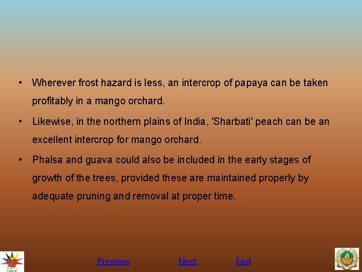  • Wherever frost hazard is less, an intercrop of papaya can be taken