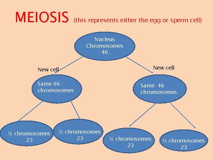 MEIOSIS (this represents either the egg or sperm cell) Nucleus Chromosomes 46 New cell