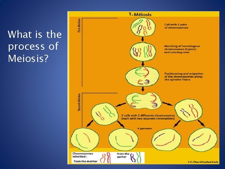 What is the process of Meiosis? 