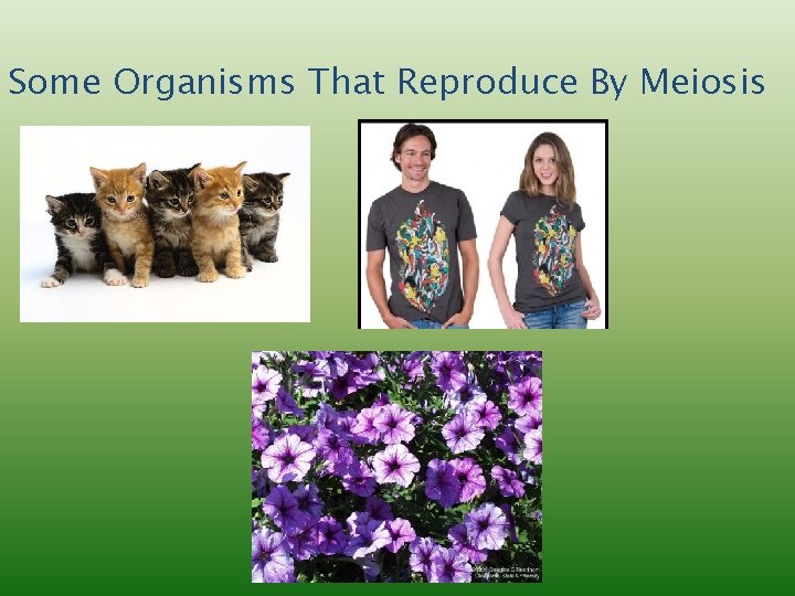 Some Organisms That Reproduce By Meiosis 