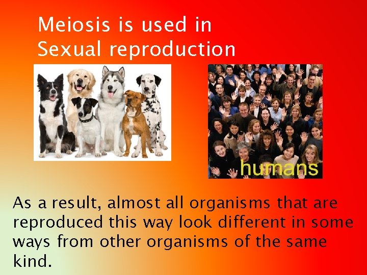 Meiosis is used in Sexual reproduction As a result, almost all organisms that are
