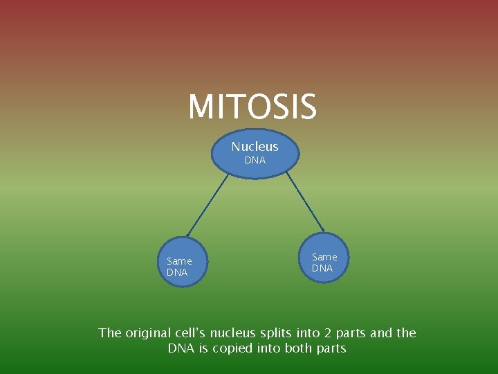 MITOSIS Nucleus DNA Same DNA The original cell’s nucleus splits into 2 parts and