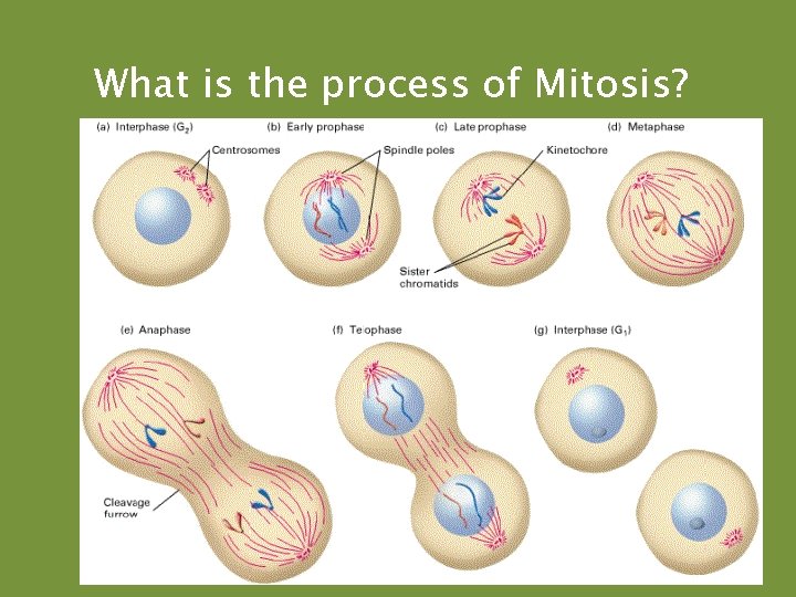 What is the process of Mitosis? 