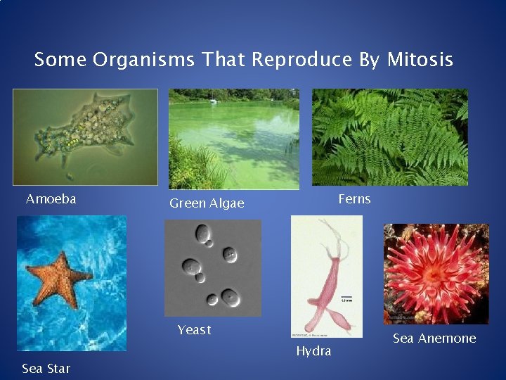 Some Organisms That Reproduce By Mitosis Amoeba Ferns Green Algae Yeast Sea Star Hydra