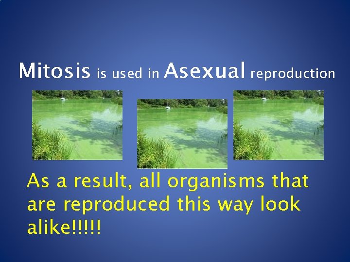 Mitosis is used in Asexual reproduction As a result, all organisms that are reproduced