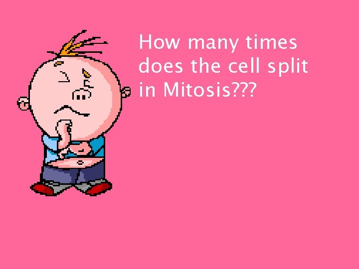 How many times does the cell split in Mitosis? ? ? 