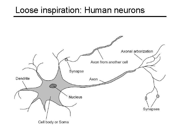 Loose inspiration: Human neurons 