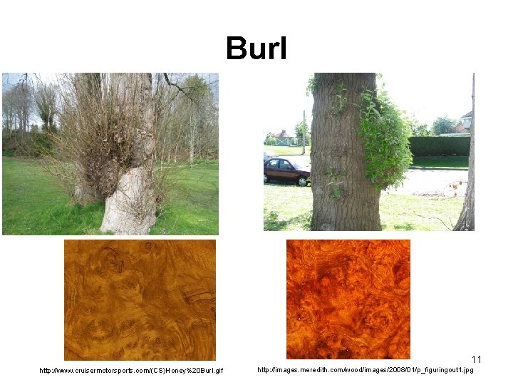 Burl 11 http: //www. cruisermotorsports. com/(CS)Honey%20 Burl. gif http: //images. meredith. com/wood/images/2008/01/p_figuringout 1. jpg