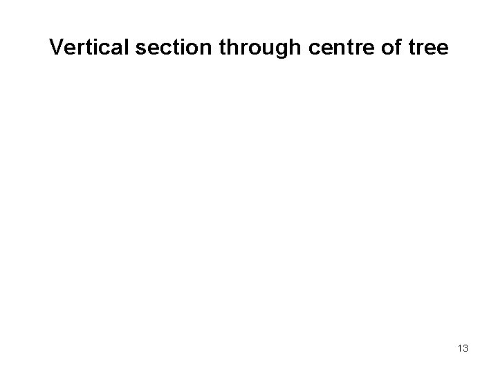 Vertical section through centre of tree 13 