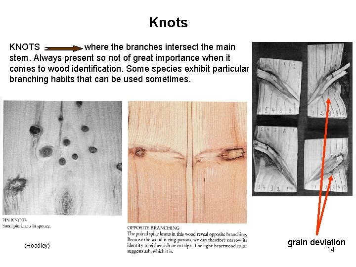 Knots KNOTS where the branches intersect the main stem. Always present so not of