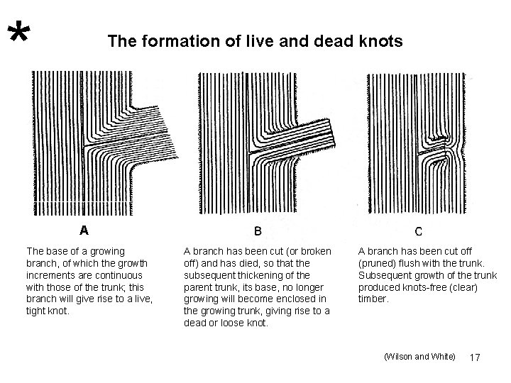 * The formation of live and dead knots A The base of a growing