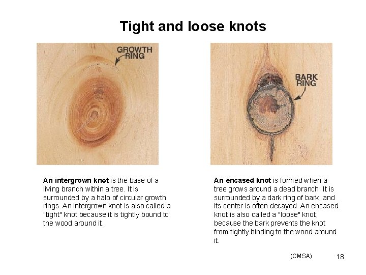Tight and loose knots An intergrown knot is the base of a living branch