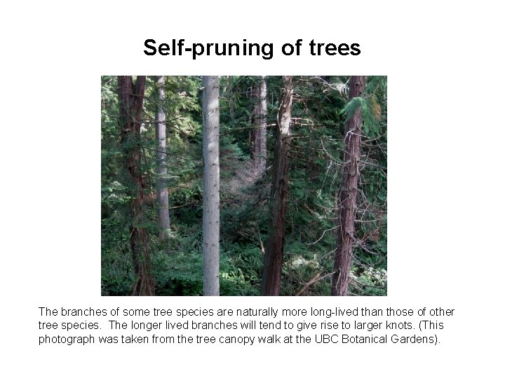 Self-pruning of trees The branches of some tree species are naturally more long-lived than