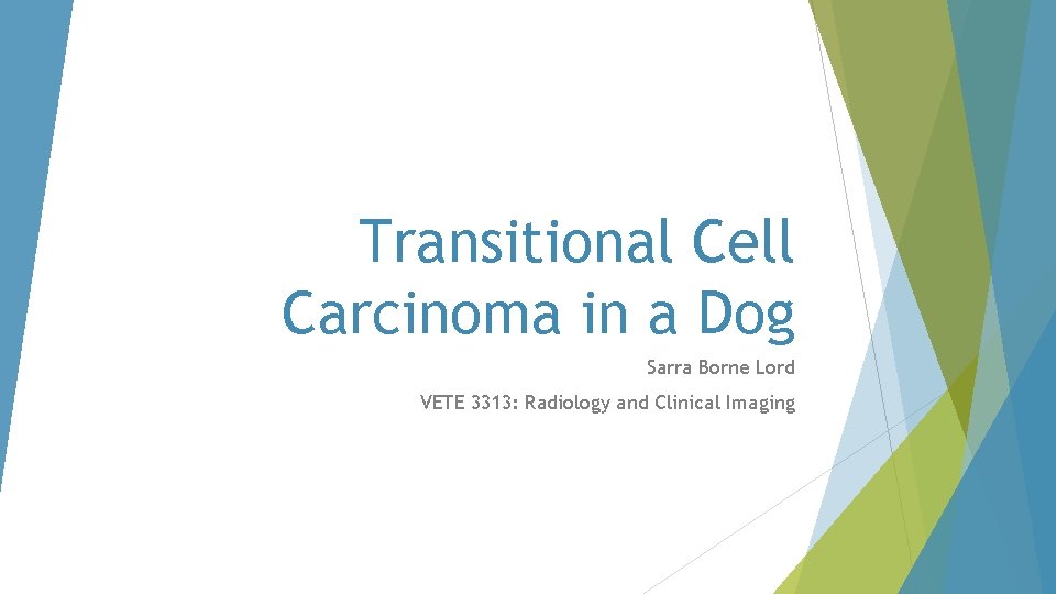 Transitional Cell Carcinoma in a Dog Sarra Borne Lord VETE 3313: Radiology and Clinical