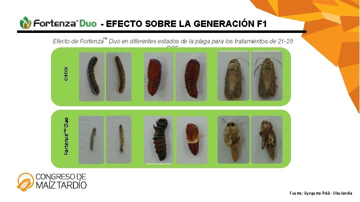 - EFECTO SOBRE LA GENERACIÓN F 1 TM Fortenza. TM Duo CHECK Efecto de