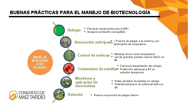 BUENAS PRÁCTICAS PARA EL MANEJO DE BIOTECNOLOGÍA Refugio • Principal componente para el MRI