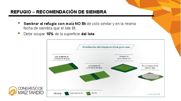 REFUGIO – RECOMENDACIÓN DE SIEMBRA • • Sembrar el refugio con maíz NO Bt