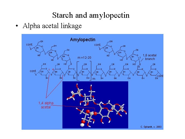 Starch and amylopectin • Alpha acetal linkage 