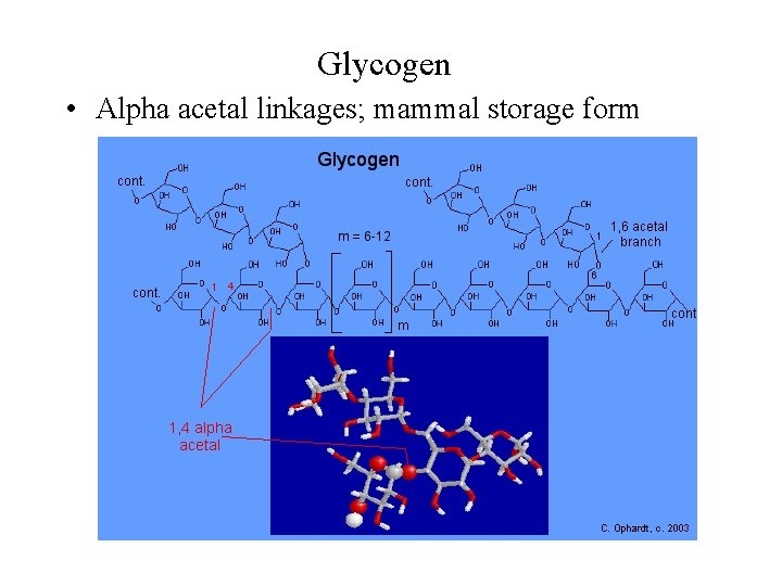 Glycogen • Alpha acetal linkages; mammal storage form 