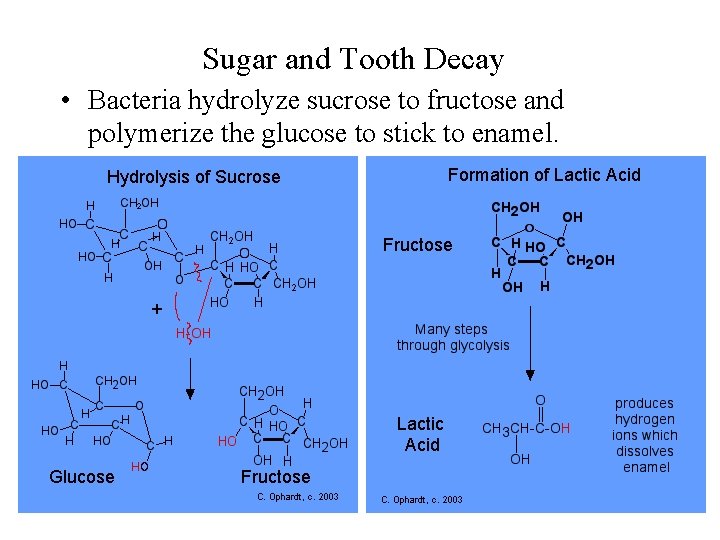 Sugar and Tooth Decay • Bacteria hydrolyze sucrose to fructose and polymerize the glucose