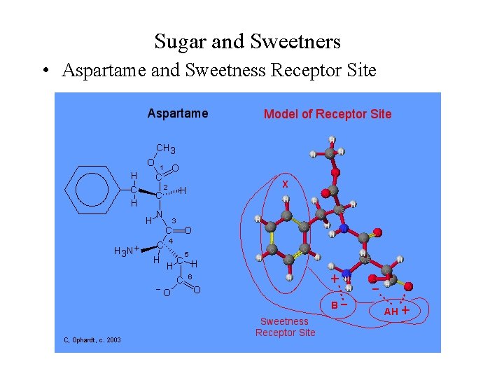Sugar and Sweetners • Aspartame and Sweetness Receptor Site 