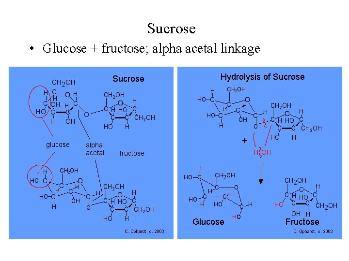 Sucrose • Glucose + fructose; alpha acetal linkage 