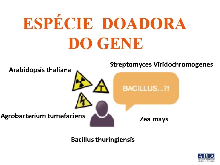 ESPÉCIE DOADORA DO GENE Arabidopsis thaliana Streptomyces Viridochromogenes Agrobacterium tumefaciens Bacillus thuringiensis Zea mays