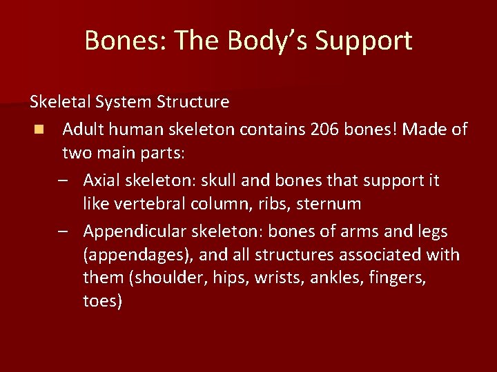 Bones: The Body’s Support Skeletal System Structure n Adult human skeleton contains 206 bones!