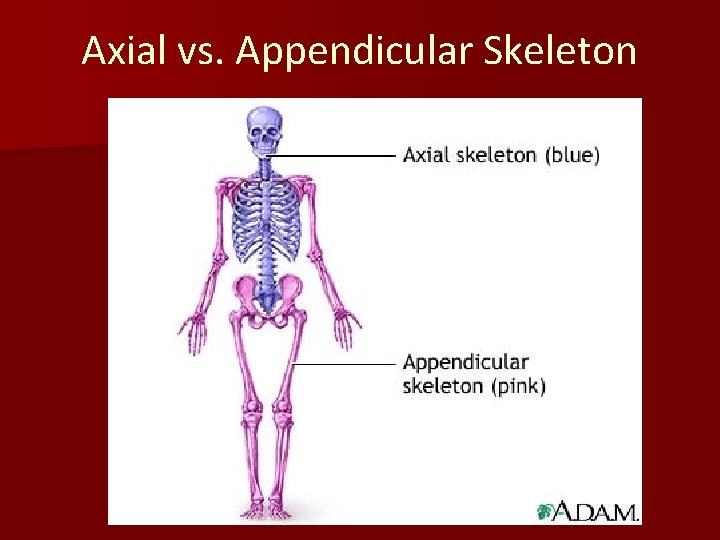 Axial vs. Appendicular Skeleton 