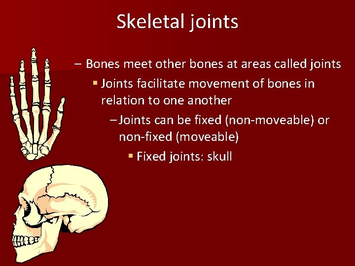 Skeletal joints – Bones meet other bones at areas called joints § Joints facilitate