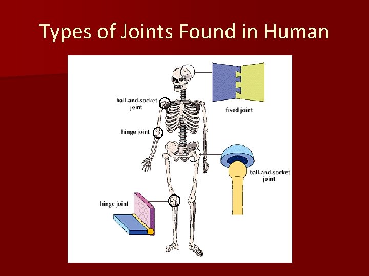 Types of Joints Found in Human 